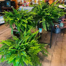 Kit de Samambaia Artificial Realista + Vasos - Paisamax