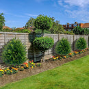 Kit de Cedros Artificiais Realista + Plugue + Vasos de Brinde + Frete Grátis